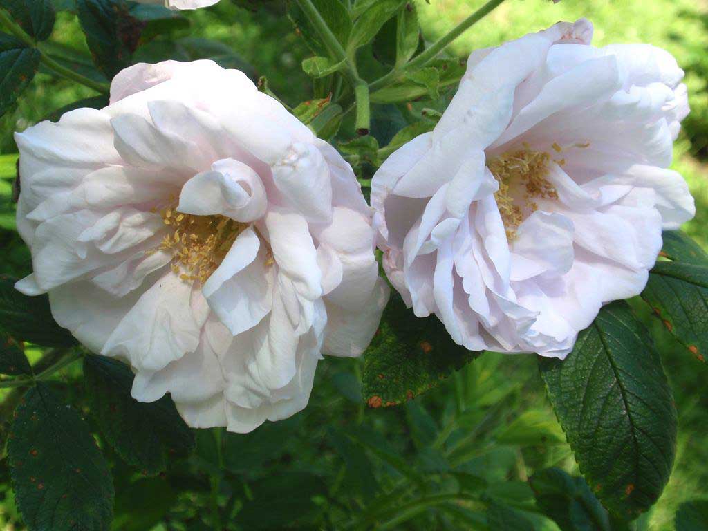 'Shaneekoppe'